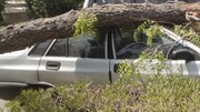 سقوط درخت روی خودروی پراید! / فیلم