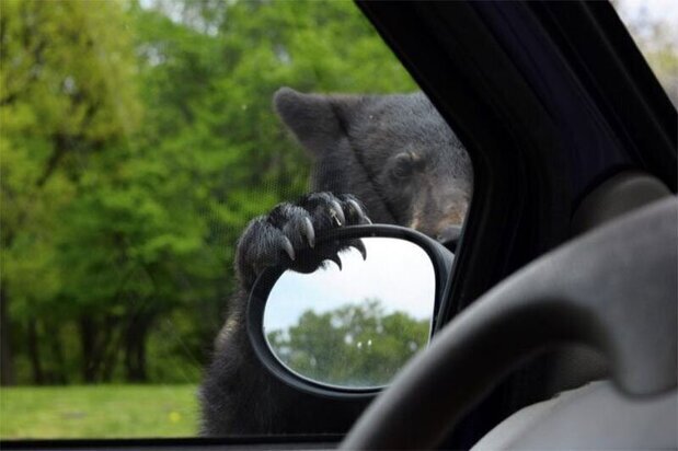 علاقه عجیب حیوان وحشی به خودرو! | مهارت بالای خرس در بازکردن درب خودروها در کمتر از چند ثانیه / فیلم