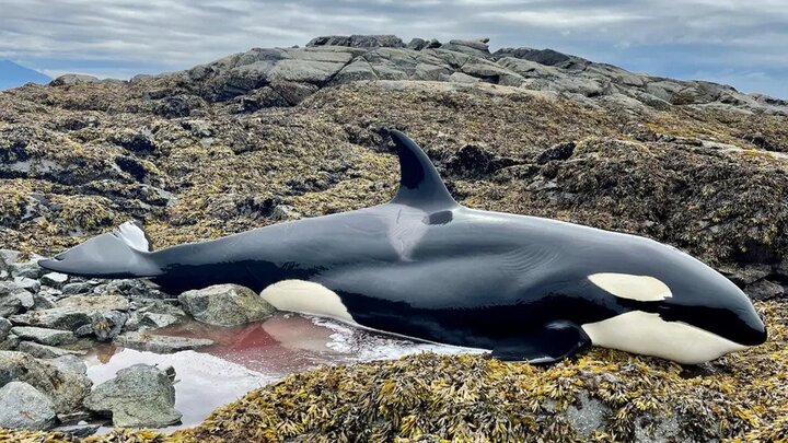 نجات جان نهنگ قاتل به گل نشسته توسط مردم با آب / فیلم
