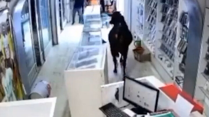 حمله گاو عصبانی به مغازه موبایل فروشی / فیلم