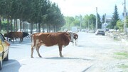 حمله گاو به مردم در خیابانی در تهران؛ فرار حیوانی که قرار بود برای غذای نذری قربانی شود!  / فیلم