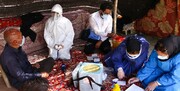 واکسینه شدن بیش از ۹۷ درصد عشایر استان کرمانشاه
