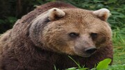 شکار بی‌رحمانه خرس قهوه‌ای توسط زن و مرد سنگدل در مازندران / فیلم