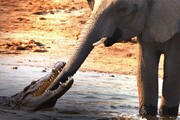 دفاع جانانه فیل‌ بالغ از بچه فیل در مقابل حمله تمساح گرسنه / فیلم