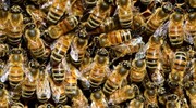 مرگ دردناک زوج جوان هندوستانی به دلیل حمله مرگبار زنبورها / تصاویر