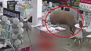 حمله وحشتناک گاو شاخدار به یک زن در فروشگاه / فیلم
