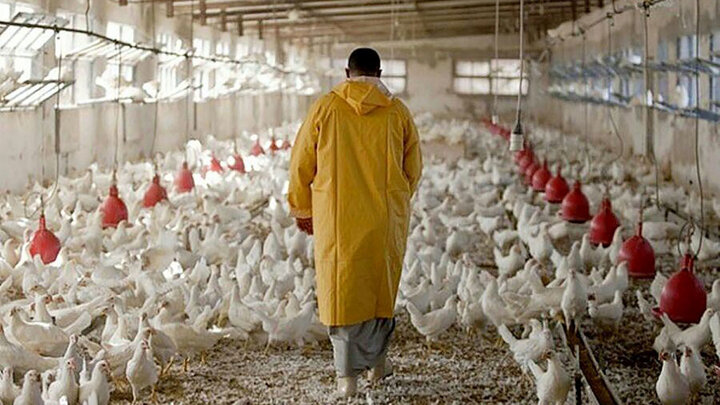 ماجرای کشتار مرغ های تریاکی در کشور چیست؟