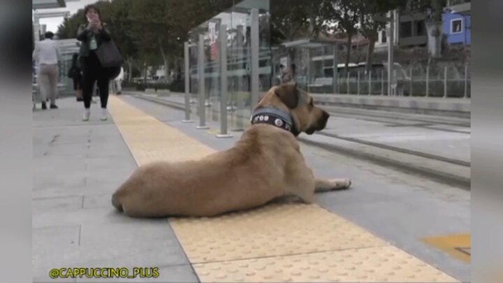 سگی که برای رفت و آمد از وسایل حمل و نقل عمومی استفاده می کند! / فیلم