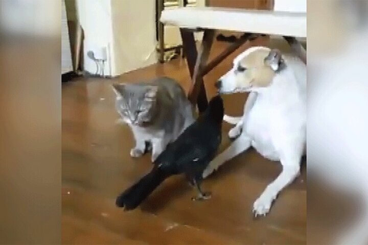 دوستی جالب سگ و گربه با یک کلاغ / فیلم
