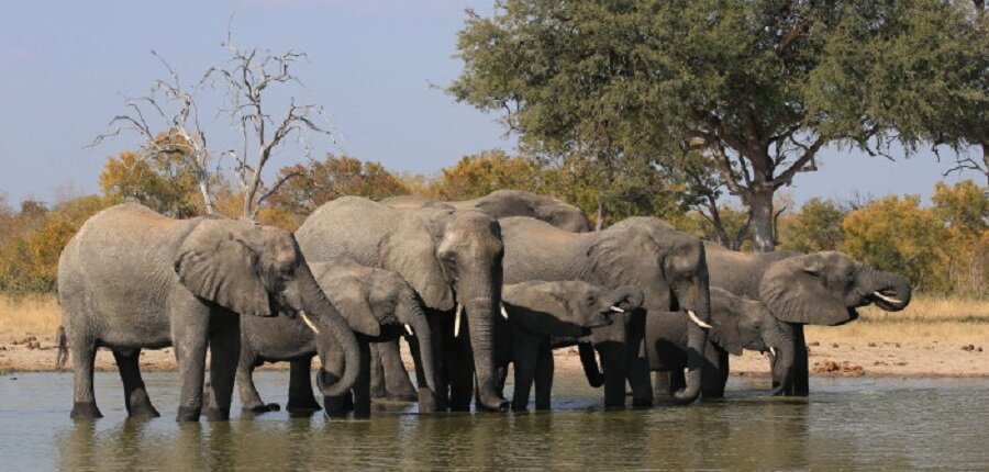 حقایقی جالب و خواندنی درباره فیل‌ها که با شنیدن آن شگفت‌زده می‌شوید! / تصاویر