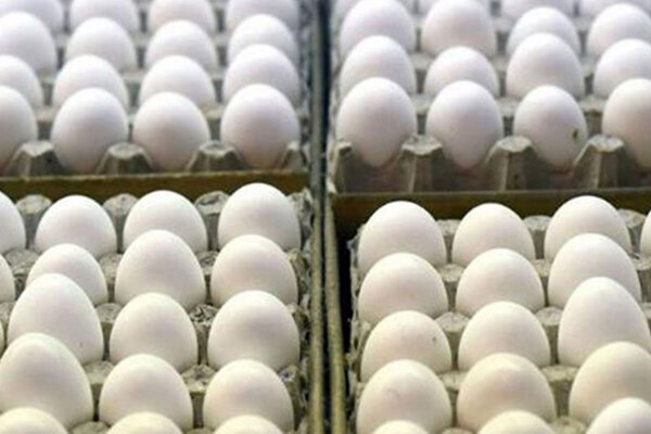 نرخ جدید تخم‌مرغ ۱۷ مهر ۱۴۰۰ اعلام شد