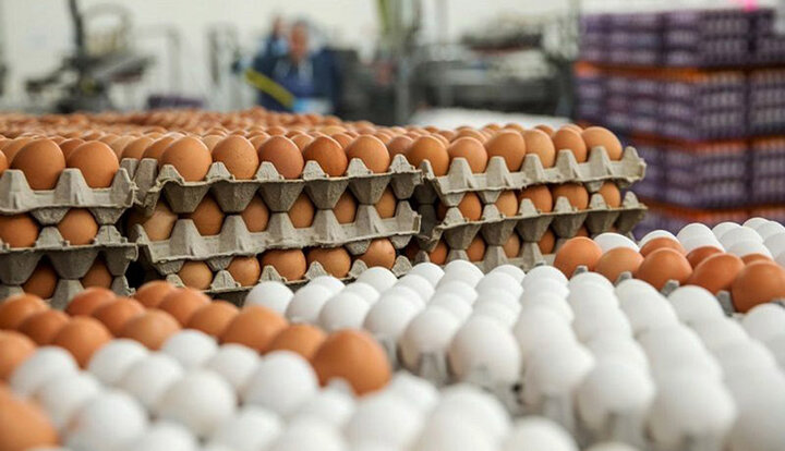 عرضه تخم مرغ در بازار با قیمت شانه‌ای ۴۲۵۰۰ تومان