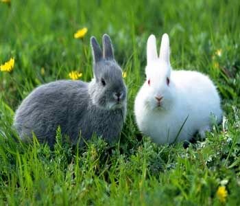 حقایقی جالب و خواندنی درباره خرگوش‌ها که با شنیدن آن شگفت‌زده می‌شوید! / تصاویر