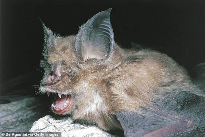 ادعای جدید دانشمندان فرانسوی درباره خفاش‌های غارهای موجیانگ و منبع کرونا