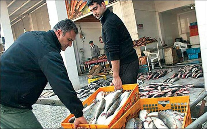 نایاب‌شدن قزل‌آلا در میادین تره بار / قیمت ماهی قزل‌آلا به ۱۲۰ هزار تومان می‌رسد؟