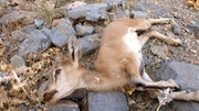 کشف  لاشه ۱۲ راس حیوان در پارک ملی اسفراین / ماجرا چه بود؟