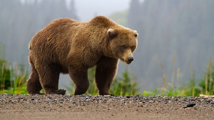 ویدیو دلخراش از شکار وحشتناک خرس در فارس