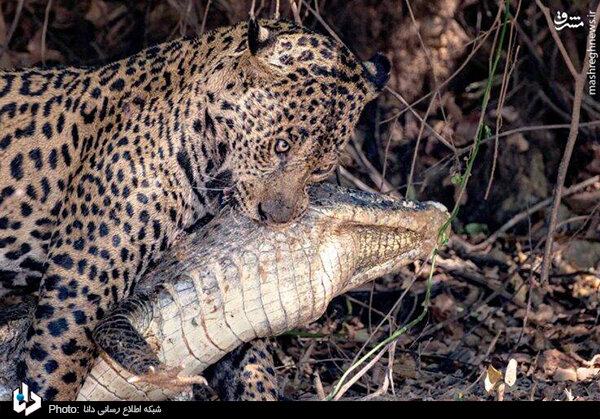 حمله مرگبار جگوار به تمساح! / تصاویر