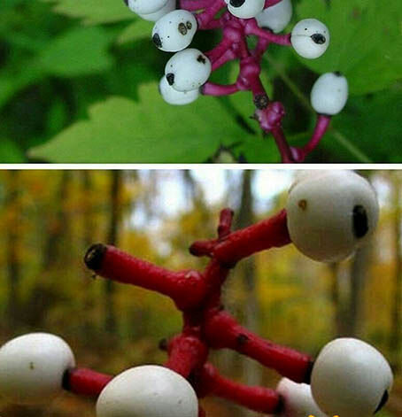 گیاهی عجیب و سمی به نام چشم عروسک که باعث مرگ افراد خواهد شد! / عکس