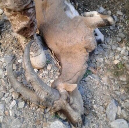  علت اصلی مرگ تعدادی از حیوانات حیات وحش پارک ملی سالوک در اسفراین مشخص شد