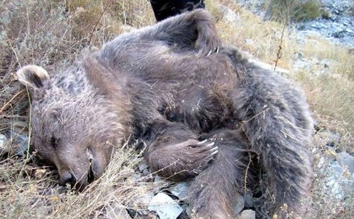 قاتلان یک خرس در مازندران شناسایی شدند / علت عجیب برای سلاخی خرس اعلام شد