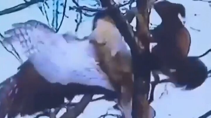 لحظه شکار سنجاب توسط عقاب در بالای درخت! / فیلم
