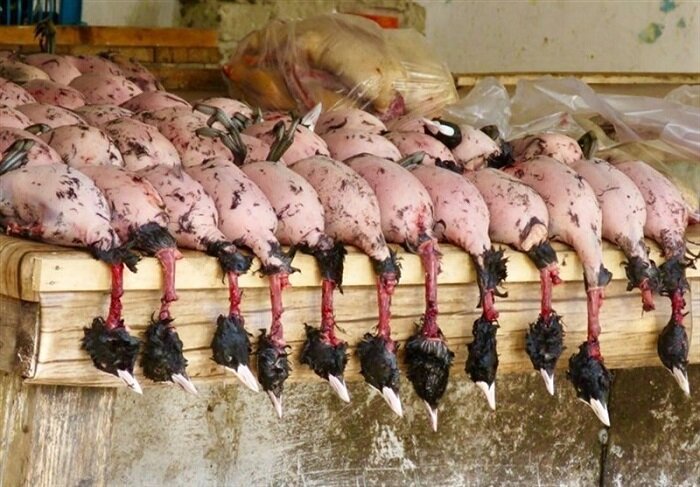 قتل عام پرندگان مهاجر در ایران | فصل عبور از میدان تیر