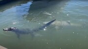 حمله کوسه به تمساح در دریا / فیلم