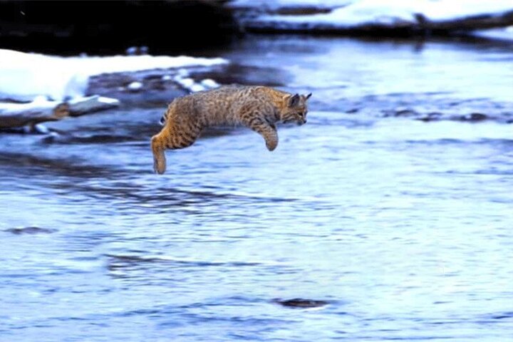 قدرت عجیب یگ گربه برای پرش از رودخانه / فیلم