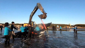 نجات دو نهنگ غول‌پیکر به گل نشسته در ساحل / فیلم