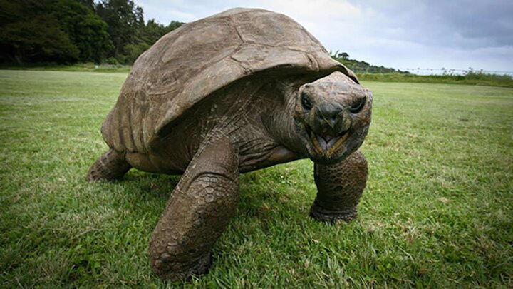 قدرت شگفت‌انگیز آرواره لاک‌پشت عظیم‌الجثه / فیلم