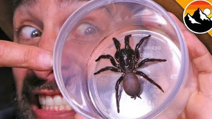 کشف عنکبوت سمی عظیم‌الجثه در زیر تختخواب / عکس