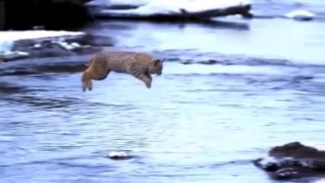 پرش عجیب و باورنکردنی گربه از روی رودخانه / فیلم