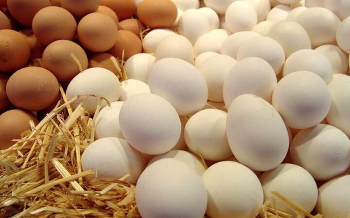 دلایل گرانی دوباره تخم مرغ چیست؟