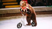 لحظه دلهره‌آور حمله خرس قهوه‌‎ای به زن باردار در سیرک / فیلم