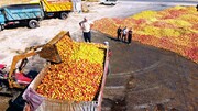 سودجویی دلالان؛ کشاورزان این میوه خوشمزه را کیلویی ۵۰۰ تومان می‌فروشند!