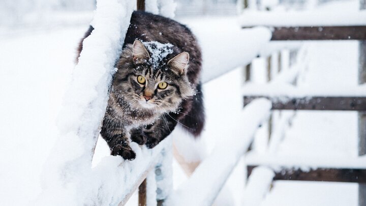 نجات یک گربه یخ‌زده در سرمای روسیه / فیلم