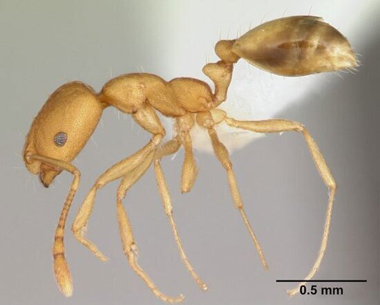 حقایقی درباره مردمان مورچه‌ای؛ باور عجیب تمدن‌های باستانی! + تصاویر