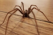 حمله وحشتناک عنکبوت‌ها به ایرلند شمالی / فیلم