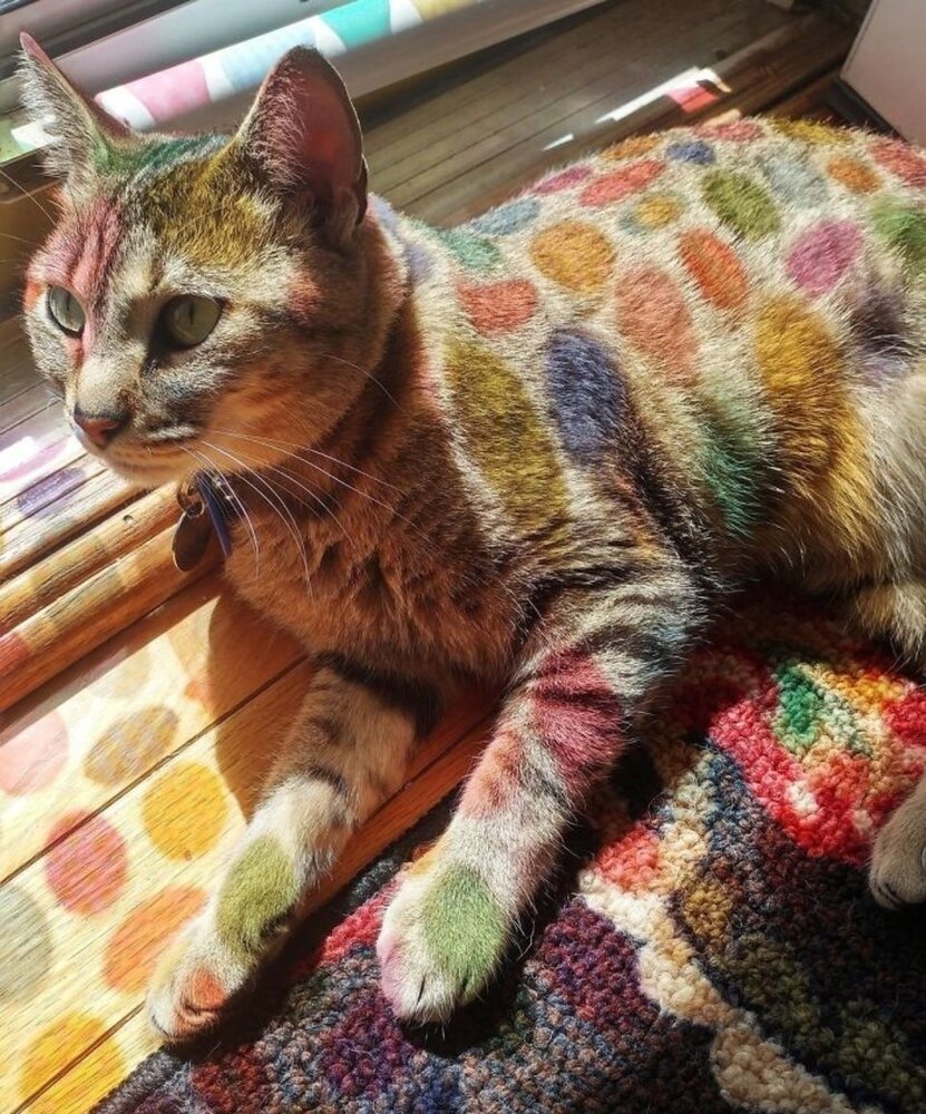 گربه رنگی