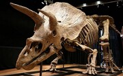بزرگترین اسکلت یک دایناسور فروخته شد / مرد آمریکایی «جان بزرگ» را چقدر خرید؟
