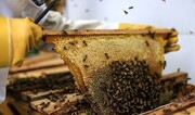 عسل؛ درمانی فوق العاده برای حساسیت‌های پوستی