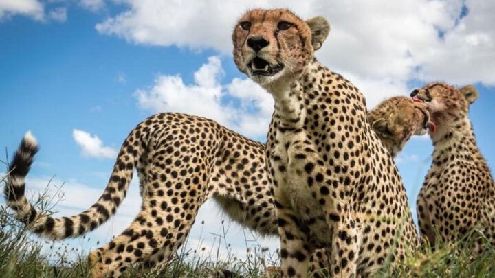 آشنایی با سریع‌ترین حیوانات جهان  / تصاویر