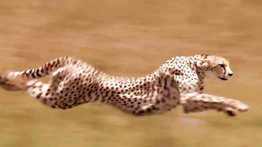حقایقی جالب و خواندنی درباره سریع‌ترین حیوانات جهان که با شنیدن آن شگفت‌زده می‌شوید! / تصاویر