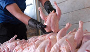 خبر مهم درباره کاهش قیمت مرغ
