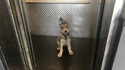 نجات سگ زیبا گرفتار شده در داخل آسانسور / فیلم