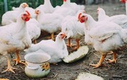 علت کمبود مرغ در کشور چیست؟