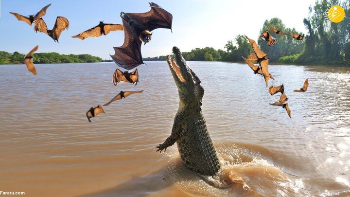 لحظه عجیب خندیدن تمساح آلبینو هنگام نظافت / تصاویر