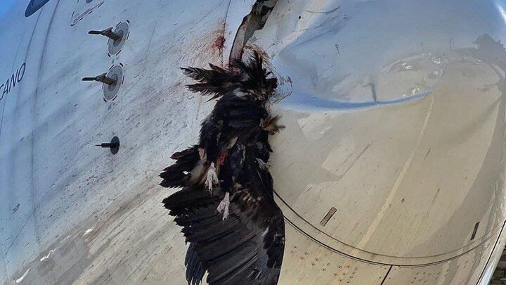 متلاشی شدن پرنده پس از برخورد با هواپیمای مسافربری / فیلم