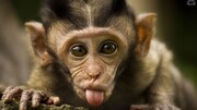 ویدیو بامزه و خنده‌دار از انجام حرکات ورزشی توسط میمون ورزشکار